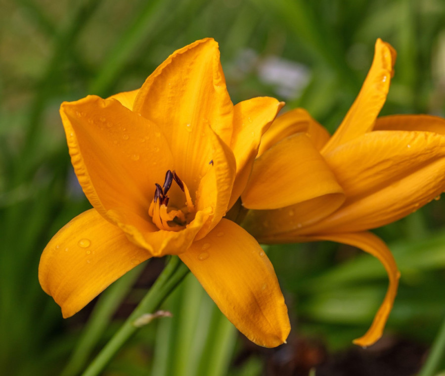 Uspeva čak i početnicima: Stručnjaci za baštovanstvo tvrde da je ovo najlakša višegodišnja biljka za uzgoj