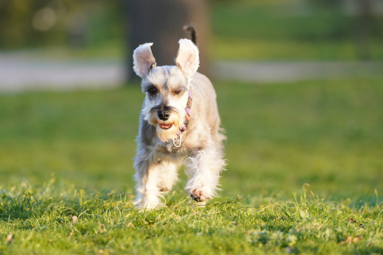 Dva muškarca teško povređena u Beogradu: Jedan pao sa terase, drugi oboren sa motocikla