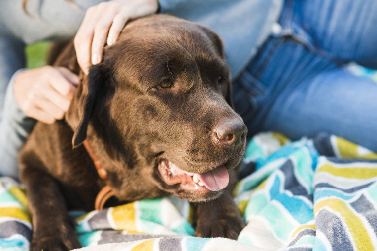 Tu prestaje njihovo njuškanje: Ova četiri mirisa psi ne mogu da podnesu
