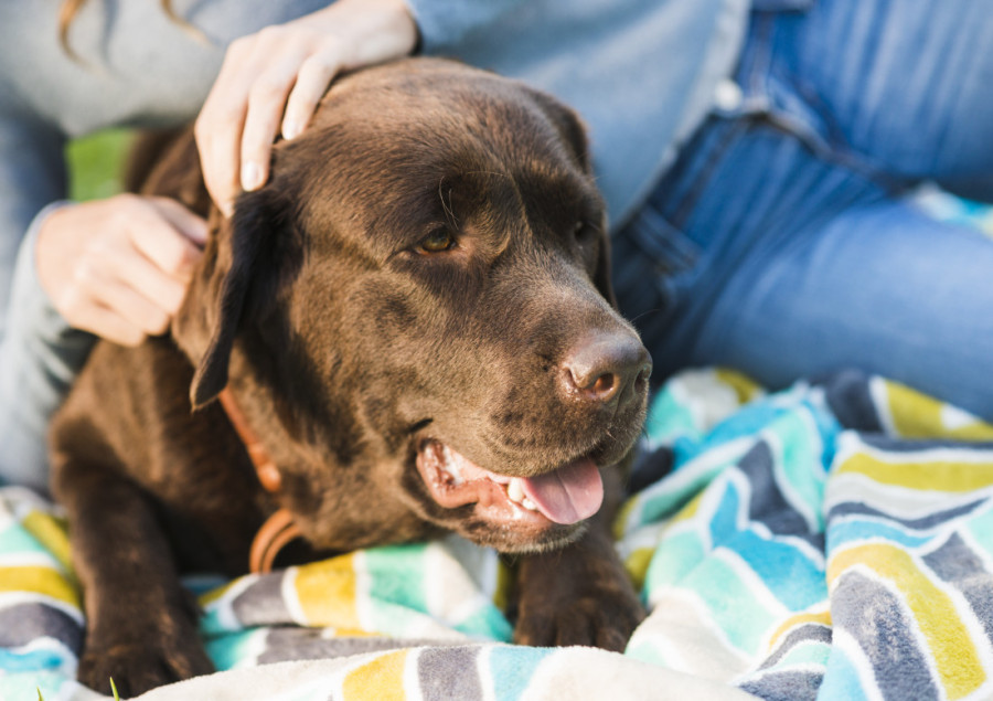 Sezona je linjanja, a ovo je 10 jednostavnih načina da prestanete da nosite dlake kućnih ljubimaca na odeći