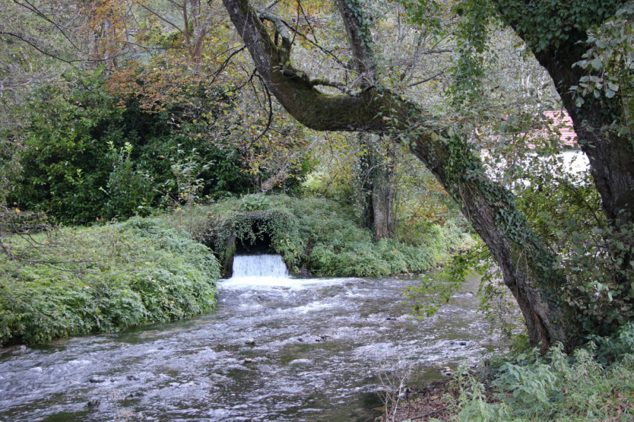 Srbija ima svoj dragulj za ponos: Vrelo izvire podno Tare i najkraća je reka u Evropi (FOTO)