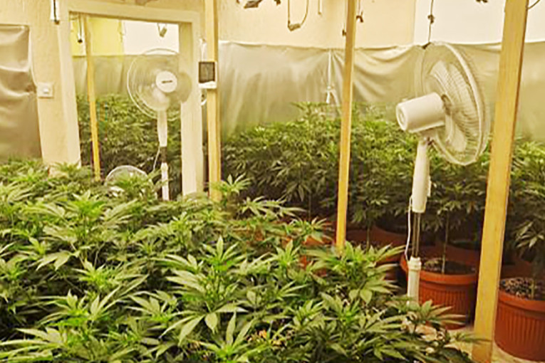 Policija upala u tajne laboratorije! U Subotici otkriveno 180 stabljika kanabisa i 12 kilograma marihuane