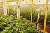 Policija upala u tajne laboratorije! U Subotici otkriveno 180 stabljika kanabisa i 12 kilograma marihuane