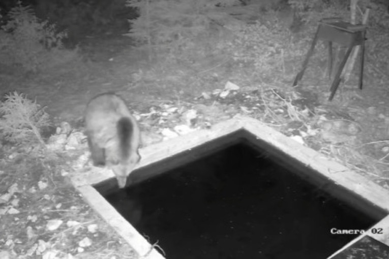 "Spa za medvede" na Jadovniku! Meda uživao u rezervoaru sa vodom! (VIDEO)