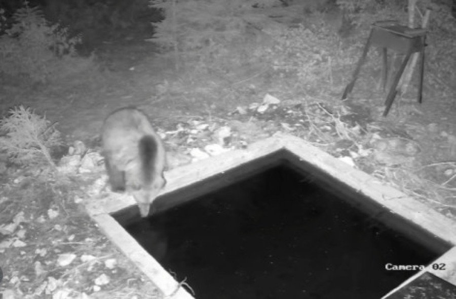 Srbin ušao u Ginisovu knjigu rekorda: Palcem jedne ruke gurao auto težak tonu i po!