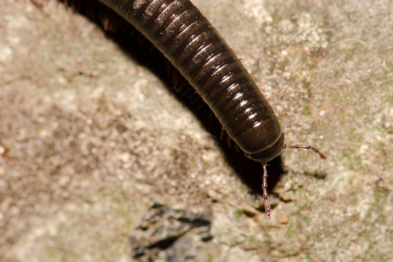 Šetali šumom i videli “lišće” koje se pomera: Ostali su u šoku kada su prišli bliže i saznali šta je (VIDEO)