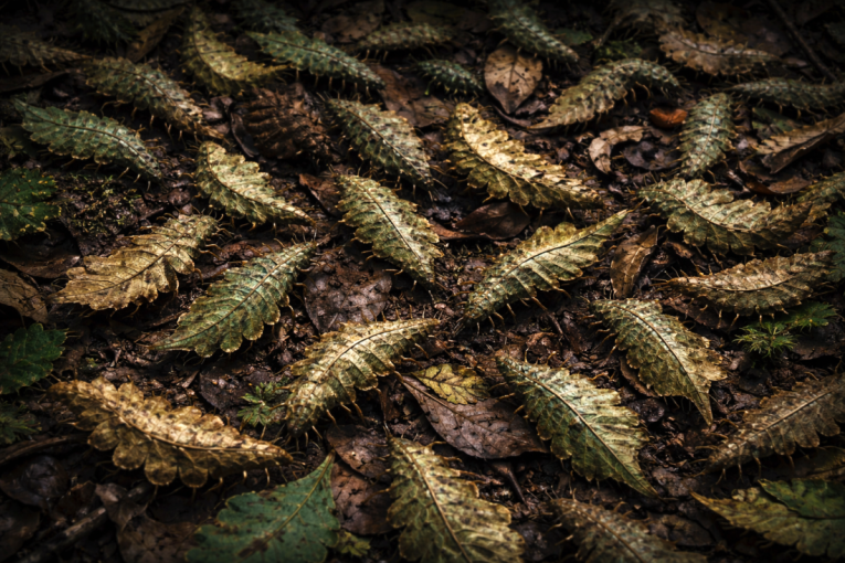 Šetali šumom i videli “lišće” koje se pomera: Ostali su u šoku kada su prišli bliže i saznali šta je (VIDEO)