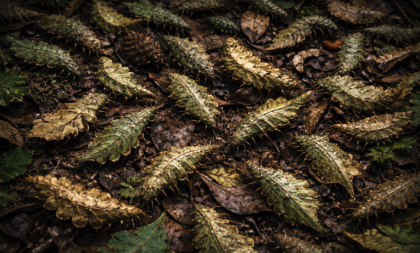 Šetali šumom i videli “lišće” koje se pomera: Ostali su u šoku kada su prišli bliže i saznali šta je (VIDEO)