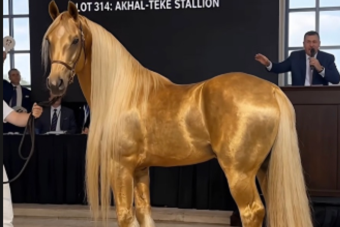 Svi su gledali zlatnog konja od 14 miliona – niko nije video ključni detalj (VIDEO)