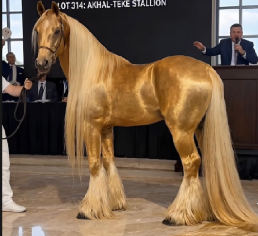 Svi su gledali zlatnog konja od 14 miliona – niko nije video ključni detalj (VIDEO)