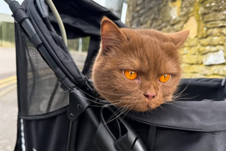 Mačak Obi ima nestvarno narandžaste oči i prošao je put od borbe za život do statusa prave internet i modne senzacije