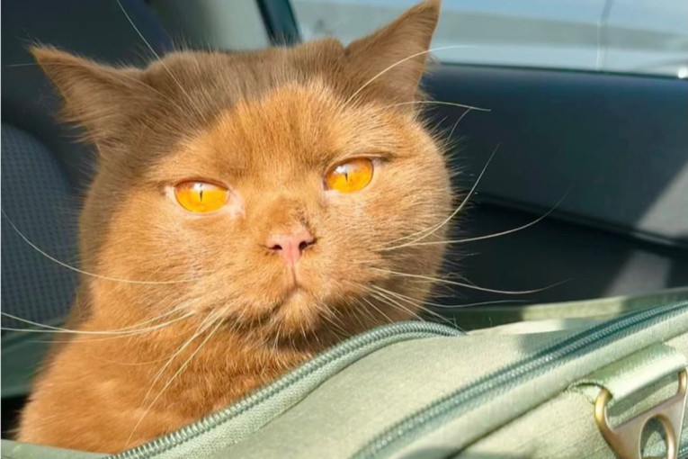 Kako mačke uvek uspeju da se dočekaju na noge? Misterija stara više od jednog veka dobija novo objašnjenje