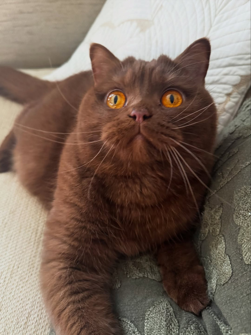 Mačak Obi ima nestvarno narandžaste oči i prošao je put od borbe za život do statusa prave internet i modne senzacije