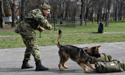 U Nišu u toku obuka pasa za službu u jedinicama Vojske Srbije! (FOTO)
