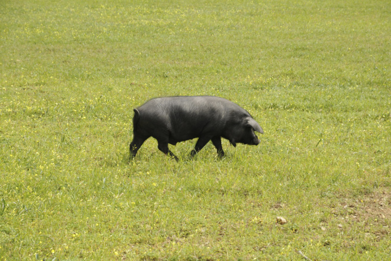 Baka je bila u pravu: Mast od moravke krije moć koju svi zanemaruju!