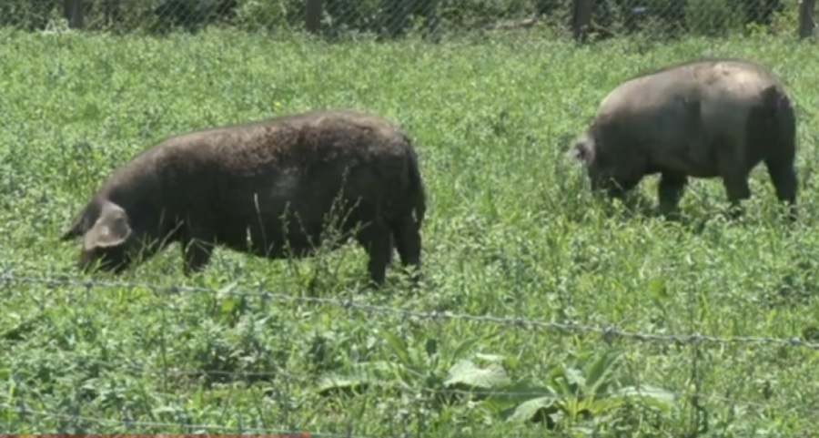 Baka je bila u pravu: Mast od moravke krije moć koju svi zanemaruju!