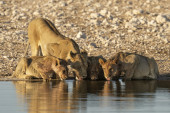 Zaboravite sve što ste do sada znali: Lavica Gama se iz savane preselila na obalu, pa umesto žirafa lovi tuljane (FOTO)