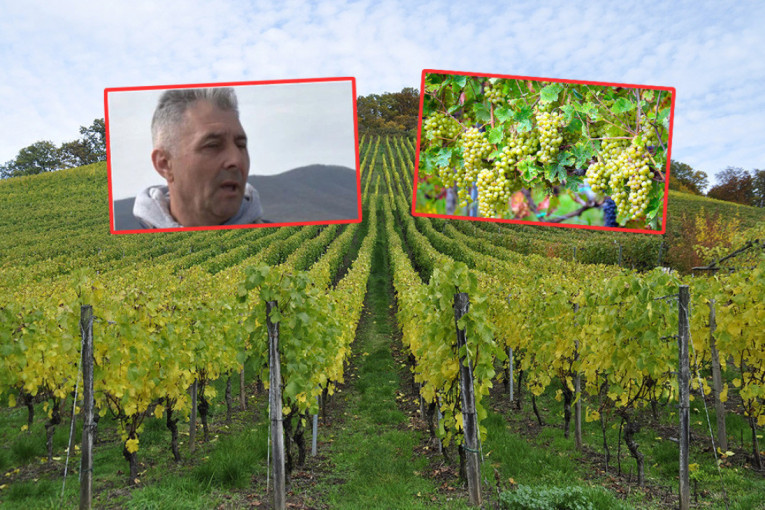 Vina nikad bolja! Banatski vinogradari trljaju ruke
