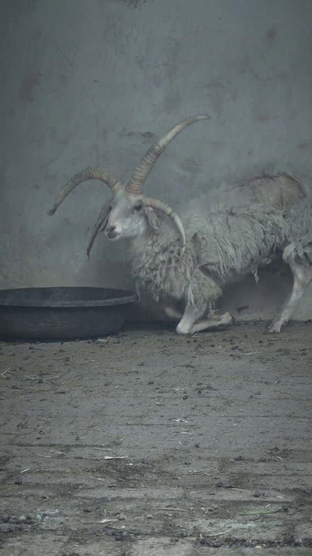Šok u kineskom zoo-vrtu: Ovca sa viškom rogova postala atrakcija koju svi žele da vide (FOTO)