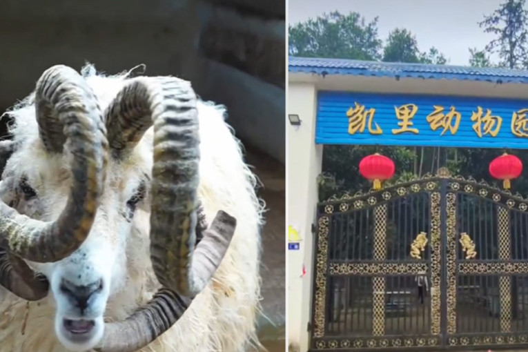 Šok u kineskom zoo-vrtu: Ovca sa viškom rogova postala atrakcija koju svi žele da vide (FOTO)