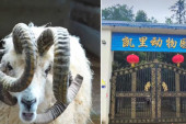 Šok u kineskom zoo-vrtu: Ovca sa viškom rogova postala atrakcija koju svi žele da vide (FOTO)