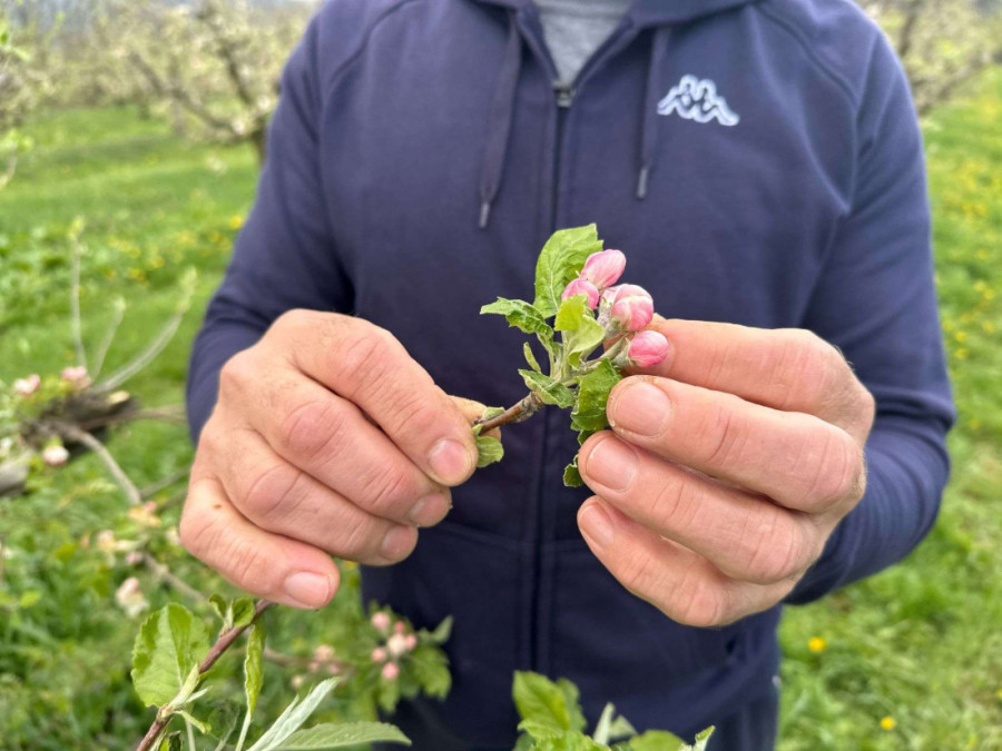 Ne daj Bože da se ponovi prošla godina: Voćari u čačanskim selima u strahu