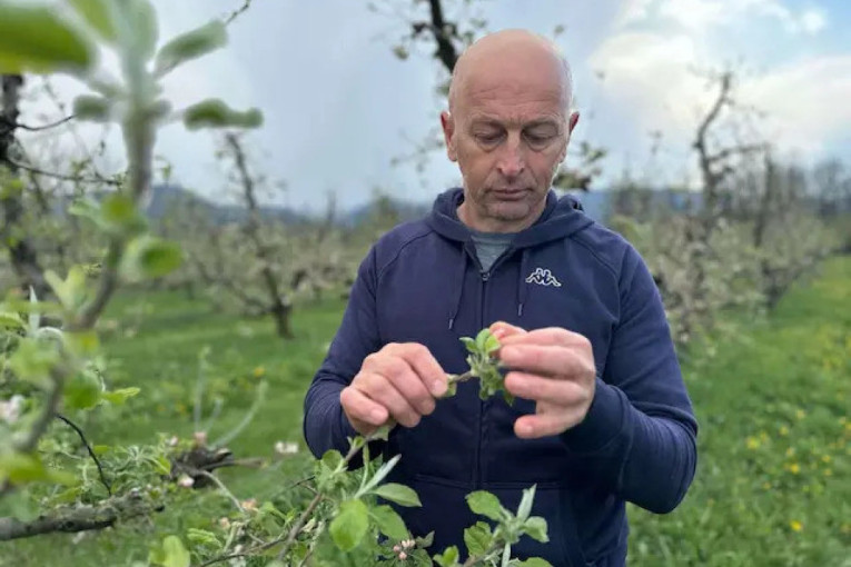 Ne daj Bože da se ponovi prošla godina: Voćari u čačanskim selima u strahu