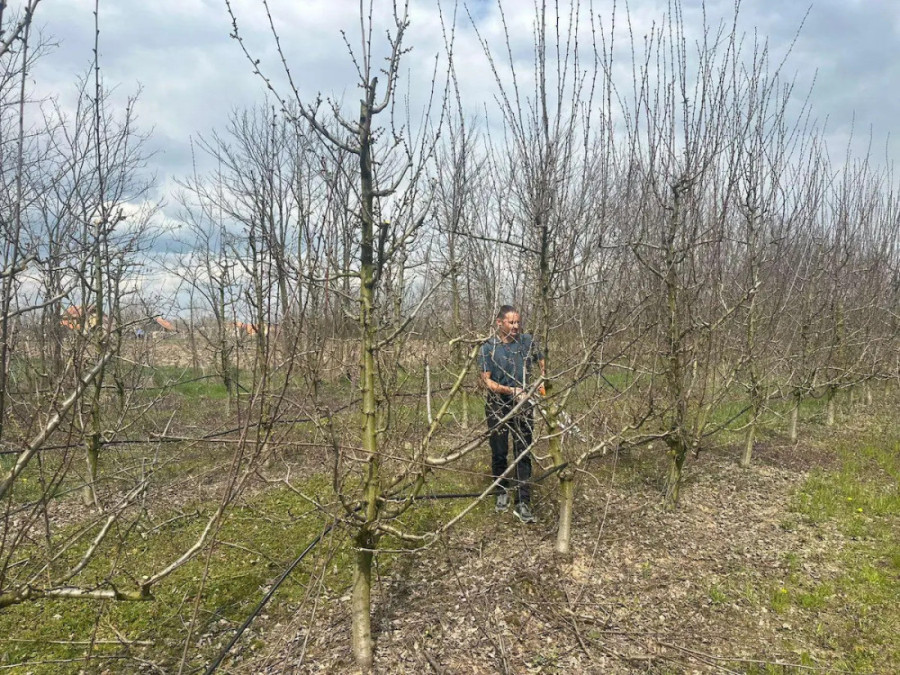Nema mesta za paniku: Stručnjak sa Instituta za voćarstvo otkriva da su vremenski uslovi povoljni!