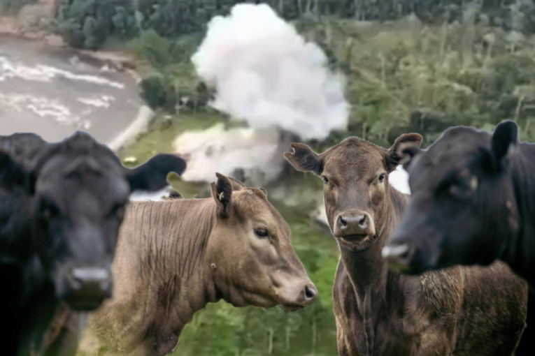 Amerikanci tvrdili da su sravnili kamp narko-kartela: Istina je da su napali farmu krava (VIDEO)