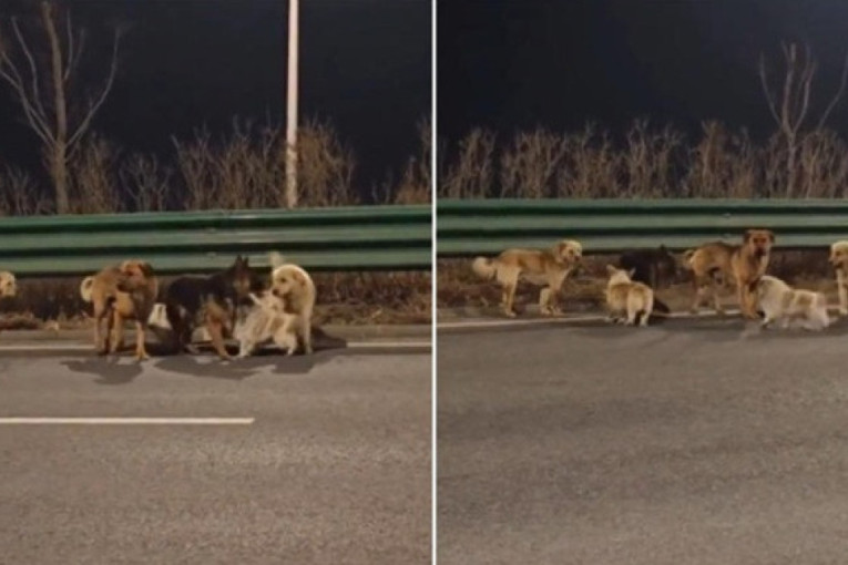 Policija pronašla psa ukradenog pre sedam godina: Vlasnica u suzama – „Nisam mogla da verujem“