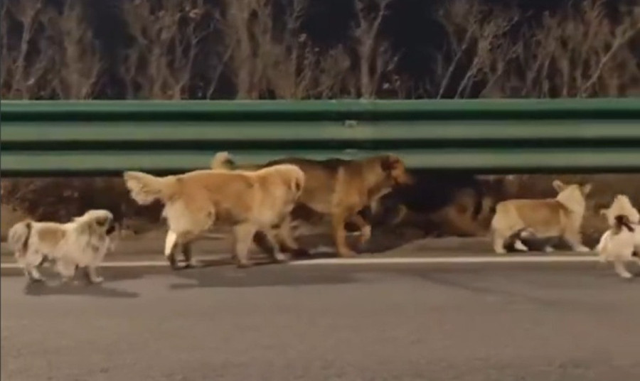 Prava istina o sedam pasa koji su pobegli trgovcima mesom i prepešačili 17 kilometara do sela: Dirljiv snimak obišao svet (VIDEO)