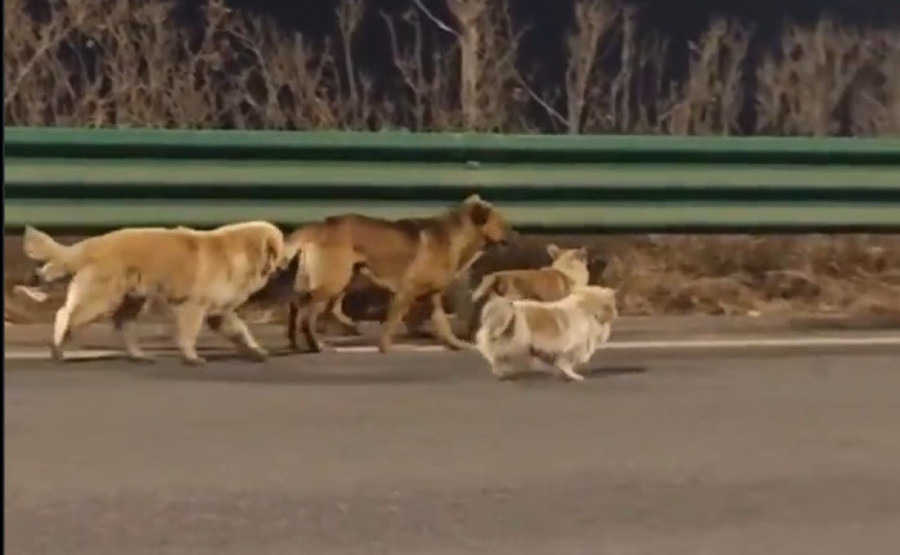 Prava istina o sedam pasa koji su pobegli trgovcima mesom i prepešačili 17 kilometara do sela: Dirljiv snimak obišao svet (VIDEO)