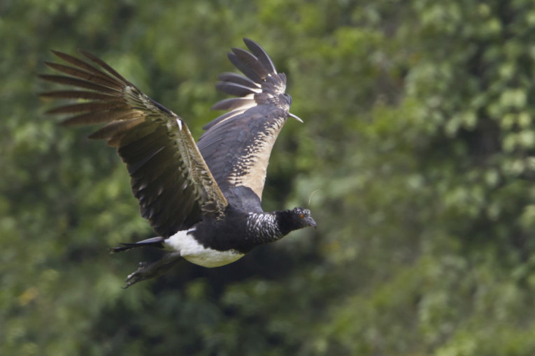 Kao da je ispala iz druge dimenzije: Ptica sa "rogom" i neobičnim oglašavanjem je pravo čudo prirode (FOTO)
