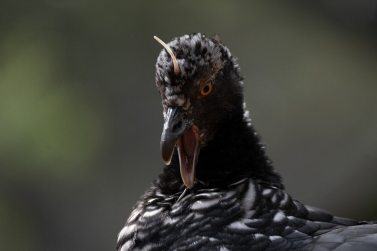 Kao da je ispala iz druge dimenzije: Ptica sa "rogom" i neobičnim oglašavanjem je pravo čudo prirode (FOTO)