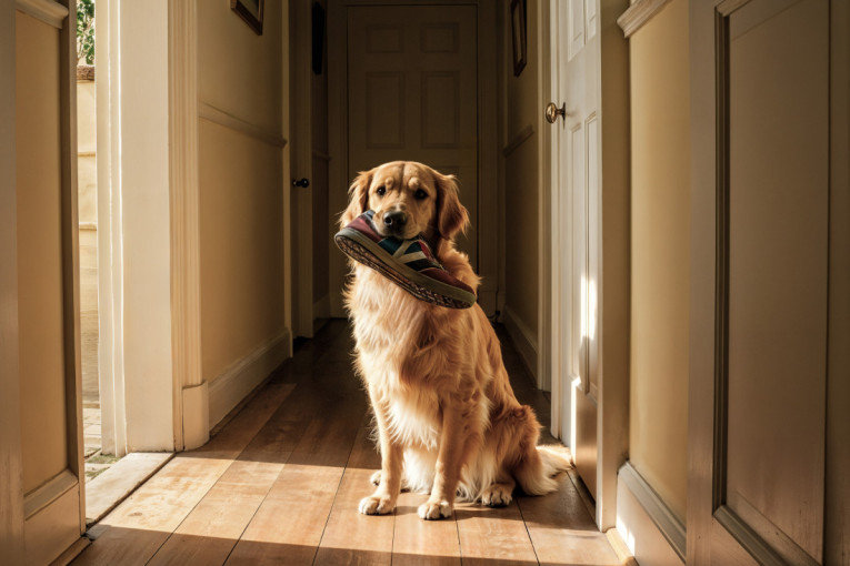 Zašto vas pas čeka pored vrata? Pravi razlog je mnogo više od same ljubavi