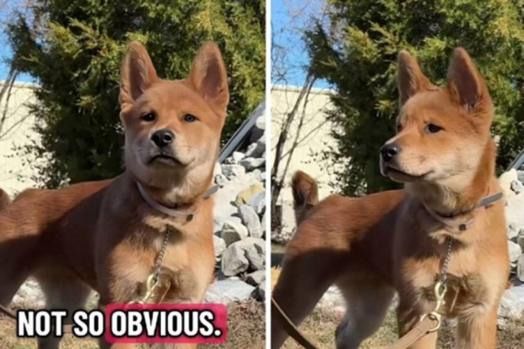 Trener pokrenuo izazov na TikToku: Možete li da pogodite koje dve rase ima ova mešanka? (VIDEO)