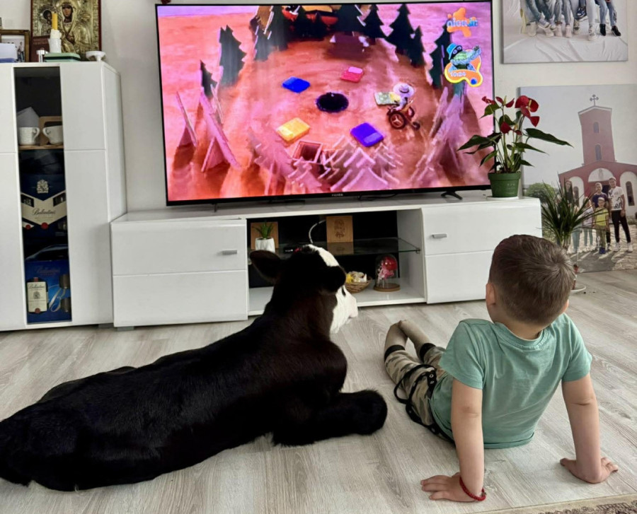 Prelepa slika iz porodičnog doma: Tele postalo miljenik svih, zajedno sa decom gleda crtane filmove! (FOTO)