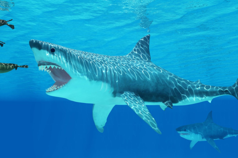 Šesnaestogodišnjak zaronio i pronašao ostatke najstrašnijeg predatora u istoriji (VIDEO)