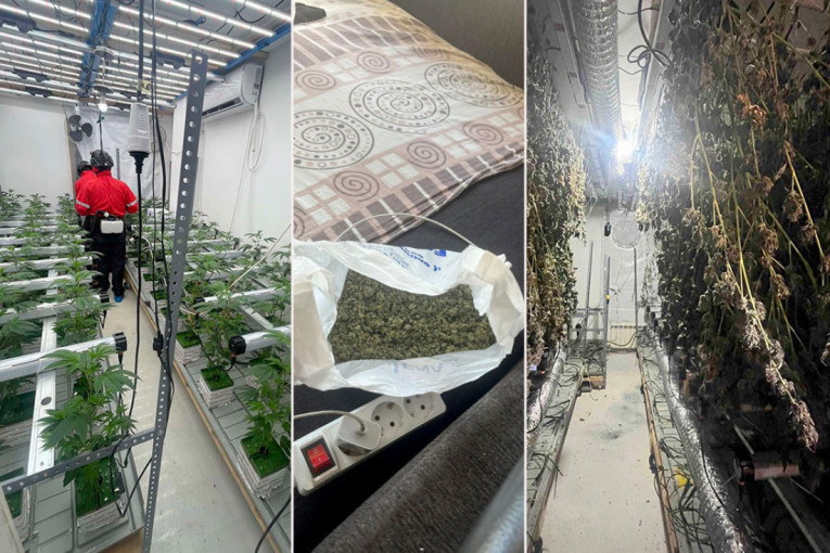 Zvezdara puna droge! U dva stana pronađeno 350 biljaka i desetine kilograma kanabisa (VIDEO)