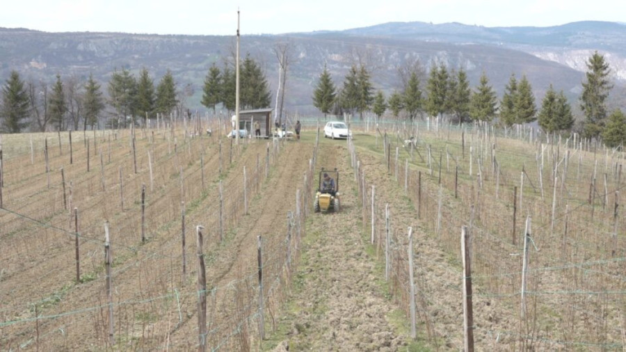 Radivoje uzgaja crveno zlato na površini od preko hektara: Već se radi punom parom! (FOTO)