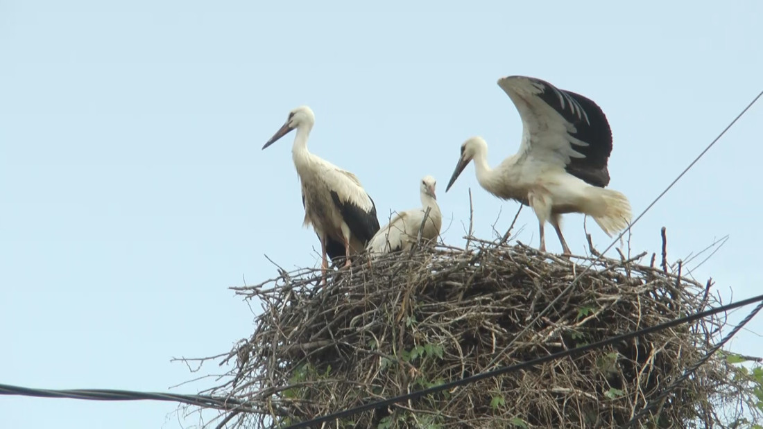 Omiljeni gosti stigli na banderu: Rode se i ovog proleća vratile u Čačak, mališani iz Beljine ih obožavaju (FOTO)