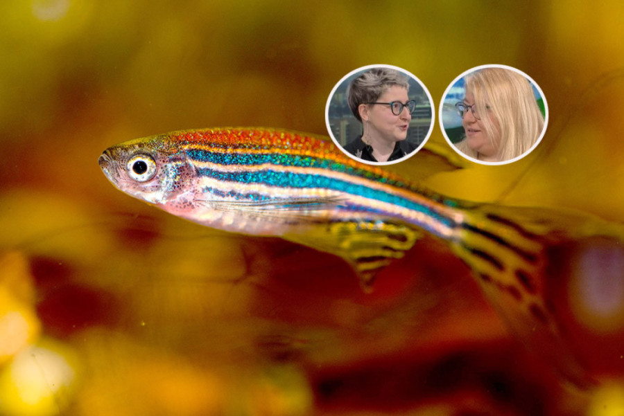 Hitno! Ovaj proizvod se odmah povlači sa tržišta Srbije, može biti opasno po decu!