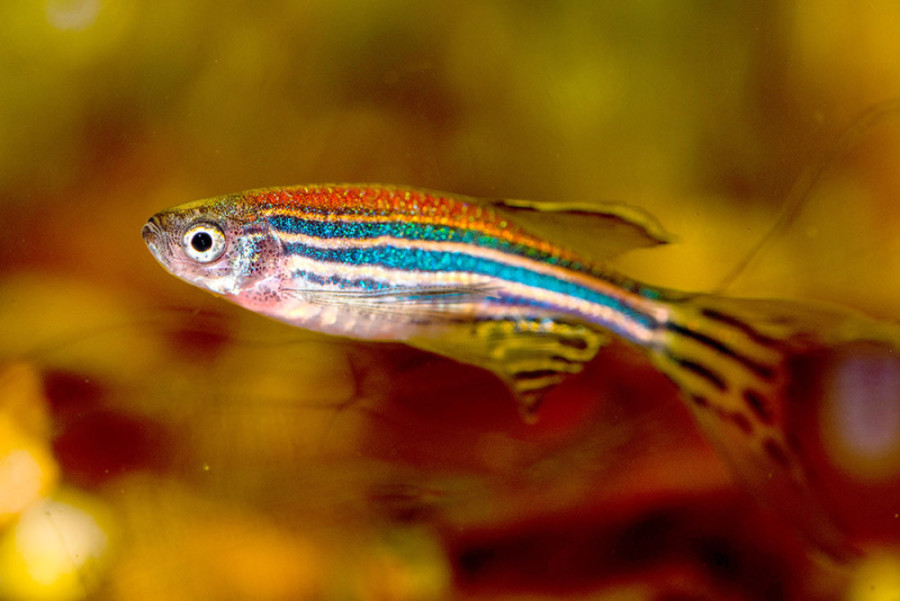 Srpski naučnici na pragu medicinskog čuda: Lek protiv raka krije se u akvarijumu!