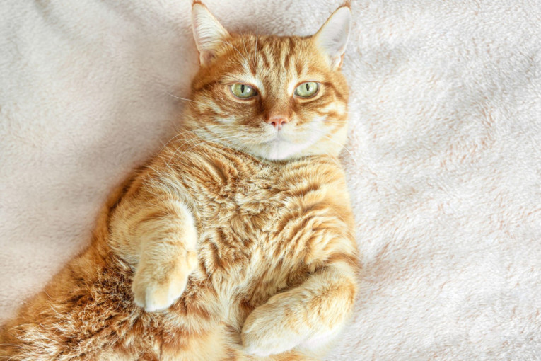 Iza praznične trpeze i dekoracije kriju se opasnosti koje mogu ozbiljno da ugroze zdravlje ljubimaca