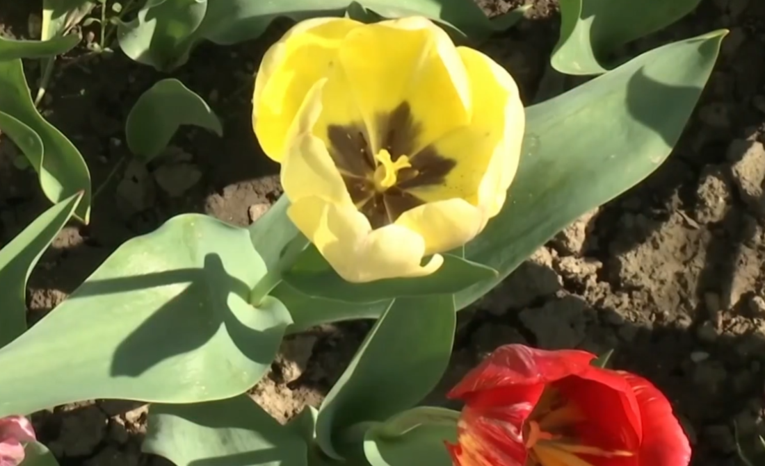 Baka Lucija iz Srema otkrila tajnu dugovečnosti: Zahvaljujući njima spremam 96. rođendan (FOTO)