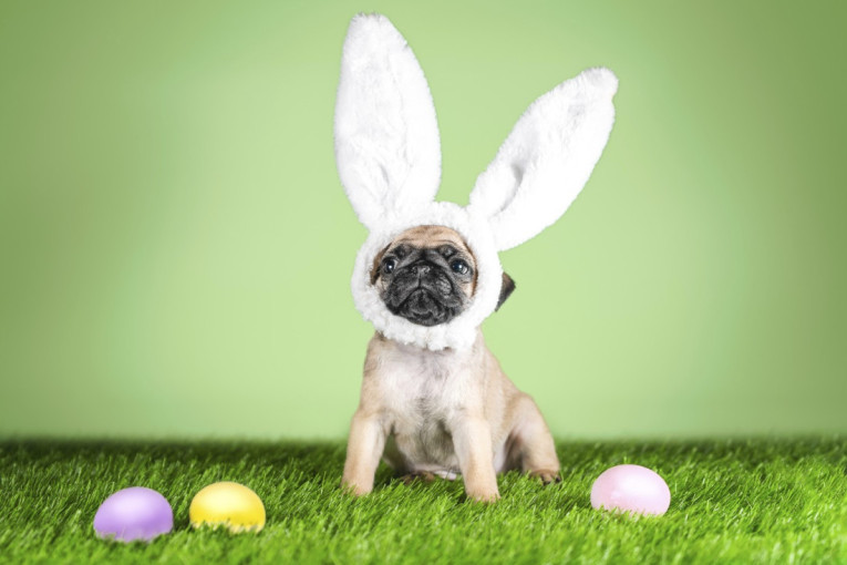 Kako ljudi nabavljaju pse, a kako mačke? Viralni video nasmejao internet (VIDEO)