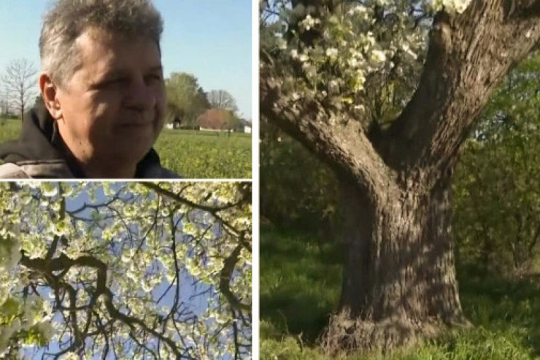 Najveća na svetu: Dvoje ljudi ne može da je obuhvati, ponos je Kikinde