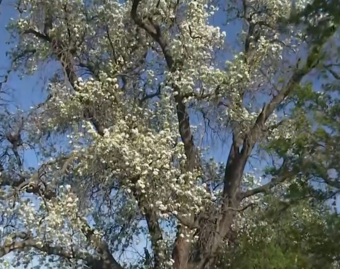 Najveća na svetu: Dvoje ljudi ne može da je obuhvati, ponos je Kikinde