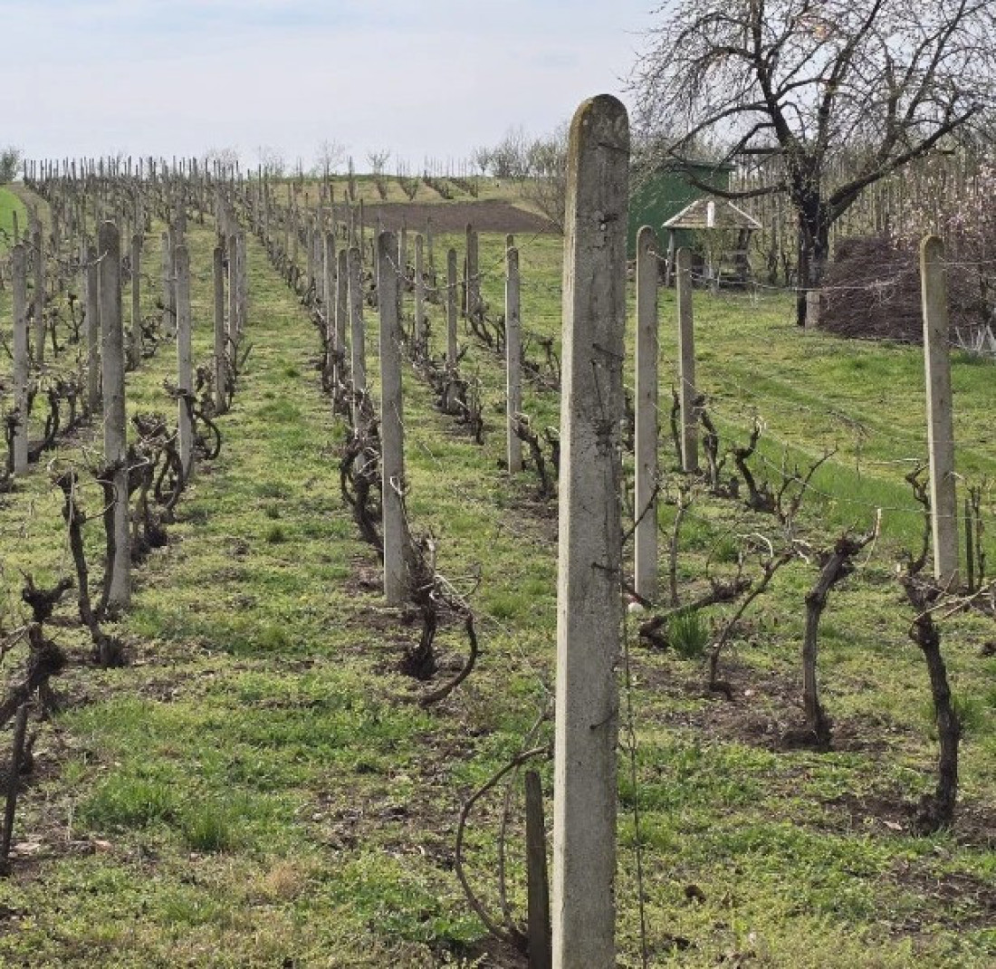 Malo, ali ubitačno: Sve bolji kvalitet vina sa 105 metara nadmorske visine (FOTO)