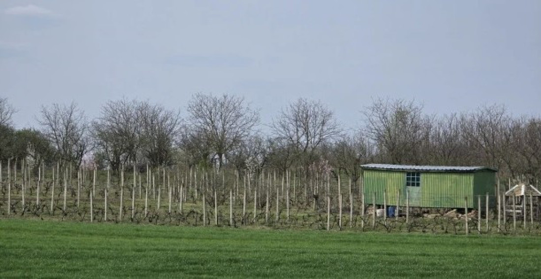Malo, ali ubitačno: Sve bolji kvalitet vina sa 105 metara nadmorske visine (FOTO)